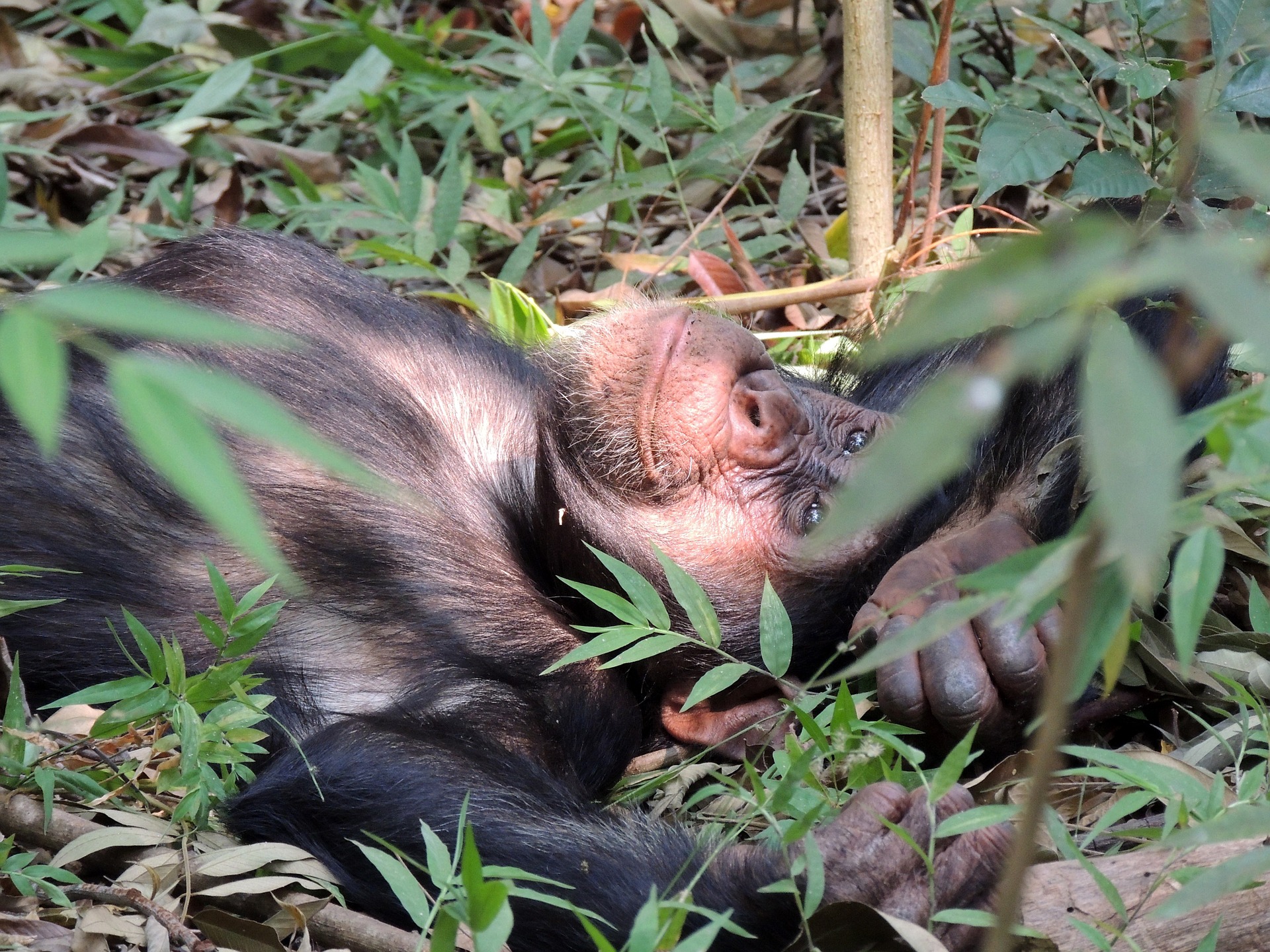 chimpanzee native habitat